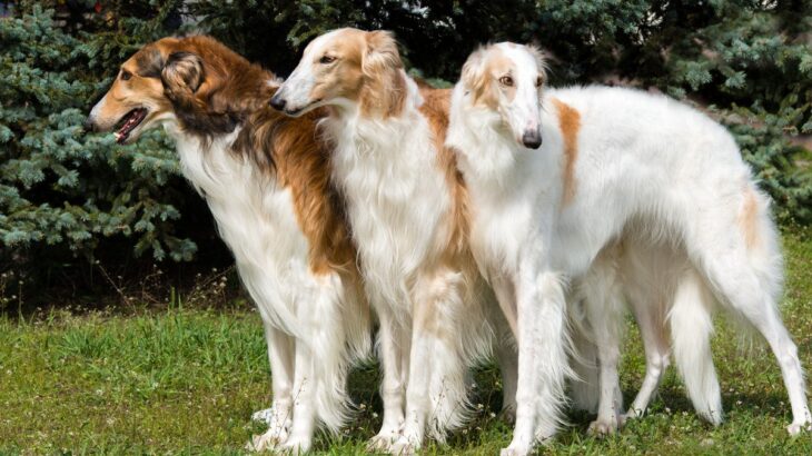 『美しい見た目をしている犬種』5選 　容姿端麗なワンコの特徴や飼う前に知っておくべきことまで(ブログ)