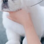 初めてトリミングをする『ボサボサの子犬』→毛をカットしている途中で…大物の予感がする『まさかの光景』に悶絶「鼻ぷぅぷぅ」「全部が可愛い」(ブログ)