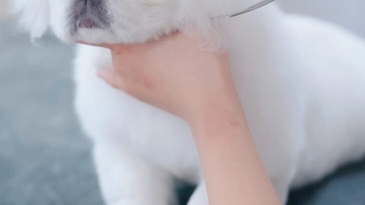 初めてトリミングをする『ボサボサの子犬』→毛をカットしている途中で…大物の予感がする『まさかの光景』に悶絶「鼻ぷぅぷぅ」「全部が可愛い」(ブログ)