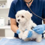犬の病気を『早期発見』するにはどうしたらいいの？日頃からできる対策までご紹介(ブログ)