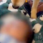 生後2ヶ月の赤ちゃん→なぜか犬が『おもちゃ』を持ち、そーっと近づいて…尊すぎる『まさかの行動』に2万いいね「優しい」「早く遊びたいね」(ブログ)
