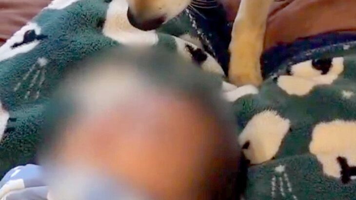生後2ヶ月の赤ちゃん→なぜか犬が『おもちゃ』を持ち、そーっと近づいて…尊すぎる『まさかの行動』に2万いいね「優しい」「早く遊びたいね」(ブログ)