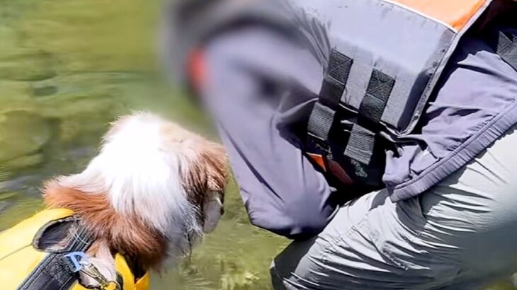 キャンプ場で『川に魚がいるか』を見ていたら、犬も寄ってきて…人間の子どものような『可愛すぎる光景』が10万再生「小学生みたいｗ」「仲良し」(ブログ)