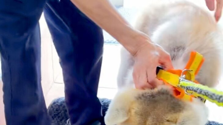 病院が大嫌いな秋田犬→名前を呼ばれると、全力拒否をして…わかりやす過ぎる『ぴえん顔』が33万再生「ハンドブレーキｗ」「観客わいてて好き」(ブログ)