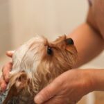 犬がお風呂に入るのを嫌がってしまう理由5つ　苦手意識を克服させるためにできることとは？(ブログ)