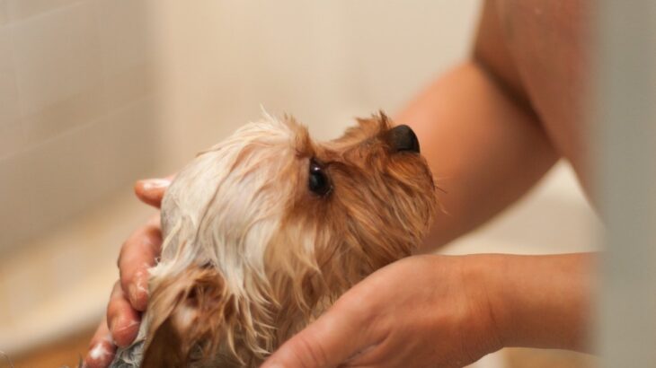 犬がお風呂に入るのを嫌がってしまう理由5つ　苦手意識を克服させるためにできることとは？(ブログ)