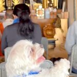 ご祈祷に参加した犬→住職さんが『大きな声』を出した、次の瞬間…驚いて見せた『人のような反応』が63万再生「慌てるの草」「ナムナム可愛い」(ブログ)