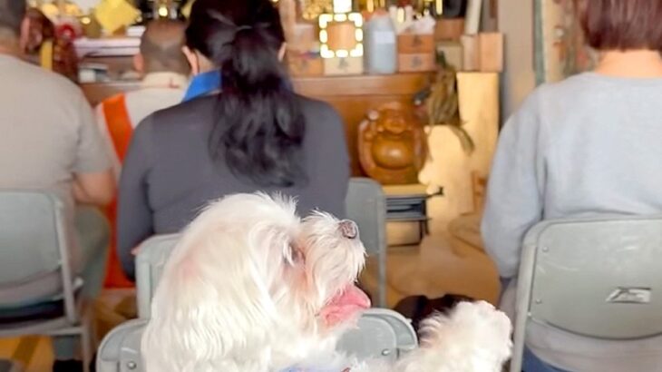 ご祈祷に参加した犬→住職さんが『大きな声』を出した、次の瞬間…驚いて見せた『人のような反応』が63万再生「慌てるの草」「ナムナム可愛い」(ブログ)