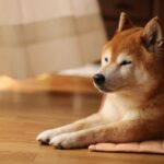 柴犬がみせる特有の行動『柴距離』とは？飼い主が必ず知っておくべきパーソナルスペースまで(ブログ)
