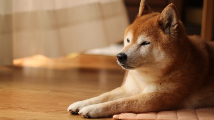 柴犬がみせる特有の行動『柴距離』とは？飼い主が必ず知っておくべきパーソナルスペースまで(ブログ)