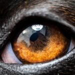 犬を撮影すると目が光る『2つの理由』上手く写真を撮るためのコツや注意点まで解説(ブログ)