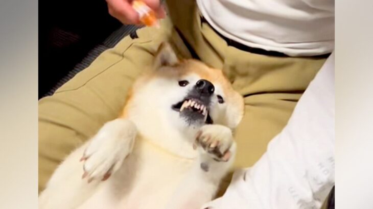 目薬を差そうとすると『ブチギレる犬』→いざ目薬が目の前にくると…嘘のような『態度と仕草』が59万再生「おてて最高」「笑っちゃったｗｗ」(ブログ)