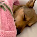 『病院に注射行くよ』と告げられ、寝たふりをする元野犬→布団をめくってみたら…幼稚園児のような光景が18万再生「人間みたいｗ」「愛おしい」(ブログ)