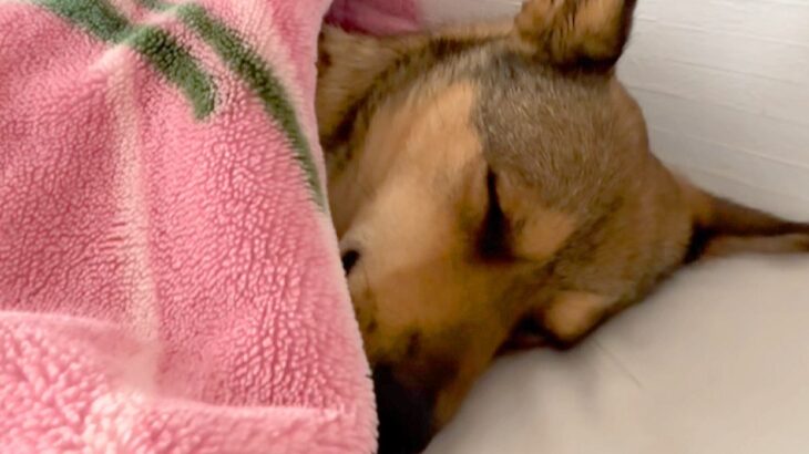 『病院に注射行くよ』と告げられ、寝たふりをする元野犬→布団をめくってみたら…幼稚園児のような光景が18万再生「人間みたいｗ」「愛おしい」(ブログ)