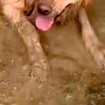 ドロドロに汚れて帰ってきた大型犬→外出中の様子を確認した結果…思わず絶望する『衝撃の光景』が90万再生「大満足の顔ｗ」「最高に幸せそう」(ブログ)