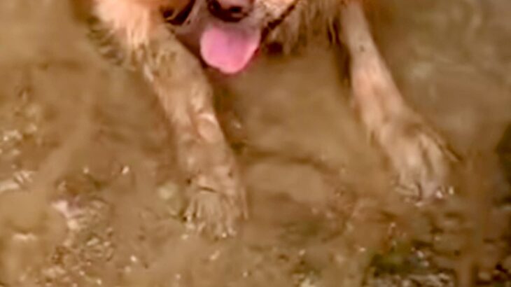ドロドロに汚れて帰ってきた大型犬→外出中の様子を確認した結果…思わず絶望する『衝撃の光景』が90万再生「大満足の顔ｗ」「最高に幸せそう」(ブログ)