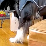出張中、おじいちゃんに犬を預けた結果→心配でカメラを覗くと『張り紙』があって…まさかの光景が278万表示「じいじ過保護で草」「ニヤけた」(ブログ)