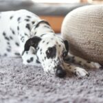 犬がひとりで『留守番』しているときに考えていること５つ　退屈させないためにできることまで(ブログ)