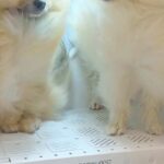 犬2匹を初めて『ドライボックス』の中に入れた結果→想像以上に『気まずい表情』が21万表示「ぎこちない会話してそうｗ」「高校生カップルか」(ブログ)