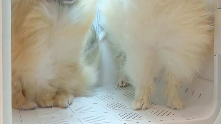 犬2匹を初めて『ドライボックス』の中に入れた結果→想像以上に『気まずい表情』が21万表示「ぎこちない会話してそうｗ」「高校生カップルか」(ブログ)