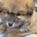 タヌキのようにコロコロしていた保護子犬→数ヶ月後…もはや別犬？衝撃的な『見た目の変化』に反響「想像してたのと全然違う」「変わりすぎｗ」(ブログ)