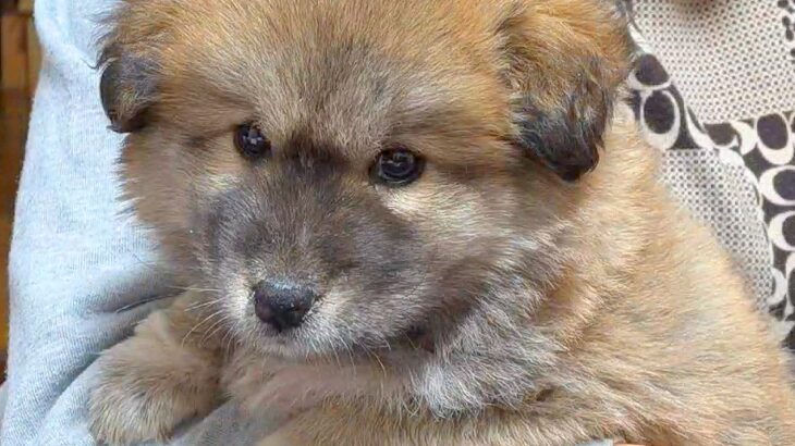タヌキのようにコロコロしていた保護子犬→数ヶ月後…もはや別犬？衝撃的な『見た目の変化』に反響「想像してたのと全然違う」「変わりすぎｗ」(ブログ)