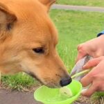 散歩中の犬に水を飲ませると、毎回決まって飼い主に…相思相愛すぎる『まさかの行動』が77万再生「ありがとうって言ってる」「たまらん」と絶賛(ブログ)
