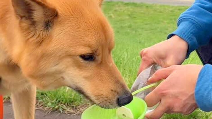散歩中の犬に水を飲ませると、毎回決まって飼い主に…相思相愛すぎる『まさかの行動』が77万再生「ありがとうって言ってる」「たまらん」と絶賛(ブログ)