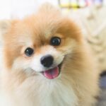 犬が『嬉しそうな顔』をしているときの心理3つ　笑顔の本当の意味や注意点まで解説(ブログ)