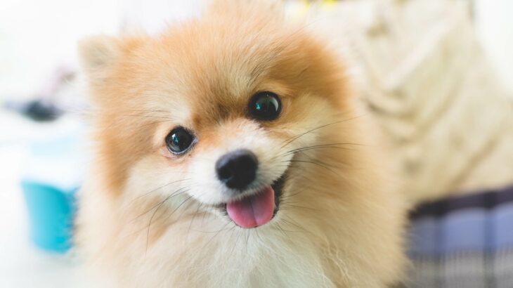 犬が『嬉しそうな顔』をしているときの心理3つ　笑顔の本当の意味や注意点まで解説(ブログ)