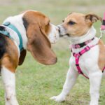 『好かれやすい犬』はどんな行動をみせるの？愛犬のコミュニケーション能力を高めるコツまで(ブログ)