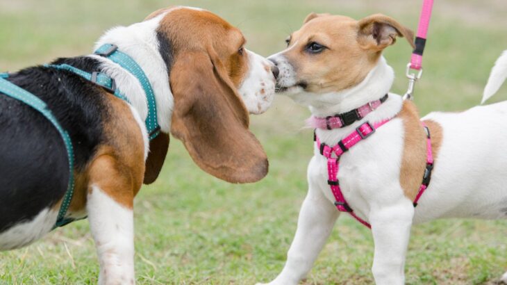 『好かれやすい犬』はどんな行動をみせるの？愛犬のコミュニケーション能力を高めるコツまで(ブログ)