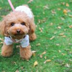 犬の散歩で『絶対避けるべきルート』5選　事故やトラブルを招く危険な場所とは？(ブログ)