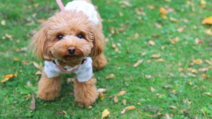 犬の散歩で『絶対避けるべきルート』5選　事故やトラブルを招く危険な場所とは？(ブログ)