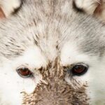 何気なく犬の写真を見返していたら『えげつない汚れ方』をしていて…もはや別生物のような光景が10万表示「シベリアンタヌキーｗ」「可愛すぎ」(ブログ)