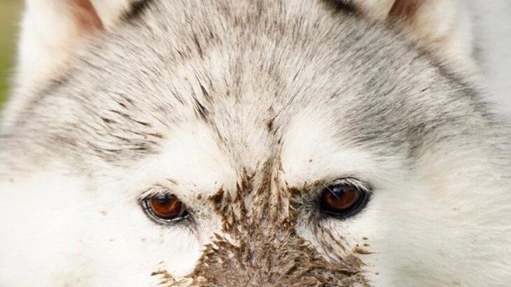 何気なく犬の写真を見返していたら『えげつない汚れ方』をしていて…もはや別生物のような光景が10万表示「シベリアンタヌキーｗ」「可愛すぎ」(ブログ)