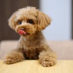 お金をかけた方がいい『犬用品』3選　節約しすぎによるリスクや押さえておくべきポイントまで(ブログ)