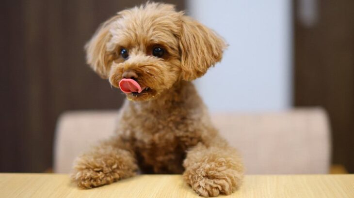 お金をかけた方がいい『犬用品』3選　節約しすぎによるリスクや押さえておくべきポイントまで(ブログ)