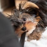 犬が『紐』を好む4つの理由　遊んでほしくないときの対処法や注意点まで(ブログ)