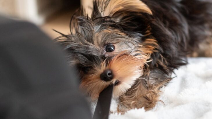 犬が『紐』を好む4つの理由　遊んでほしくないときの対処法や注意点まで(ブログ)
