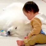 赤ちゃんが大型犬の近くで遊んでいたら、突然『睡魔』に襲われてしまい…尊すぎる『まさかの電池切れ』が52万再生「むり…可愛い」「愛おしい」(ブログ)