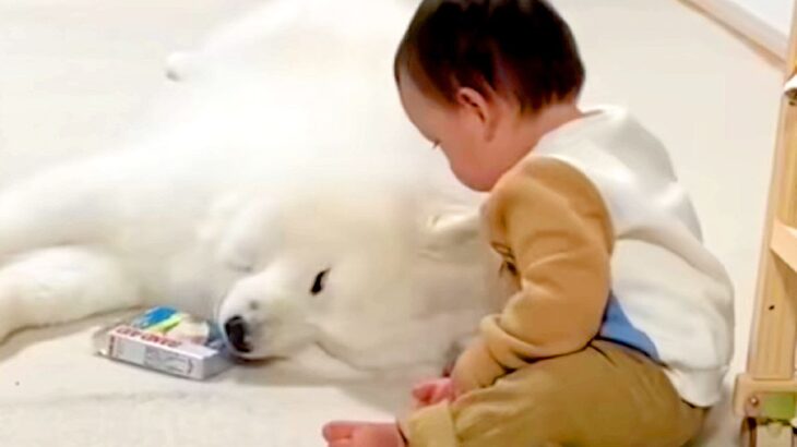 赤ちゃんが大型犬の近くで遊んでいたら、突然『睡魔』に襲われてしまい…尊すぎる『まさかの電池切れ』が52万再生「むり…可愛い」「愛おしい」(ブログ)
