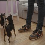 飼い主が立ち上がると犬が吠える理由4つ　主な心理や止めさせたいときの対処法まで解説(ブログ)