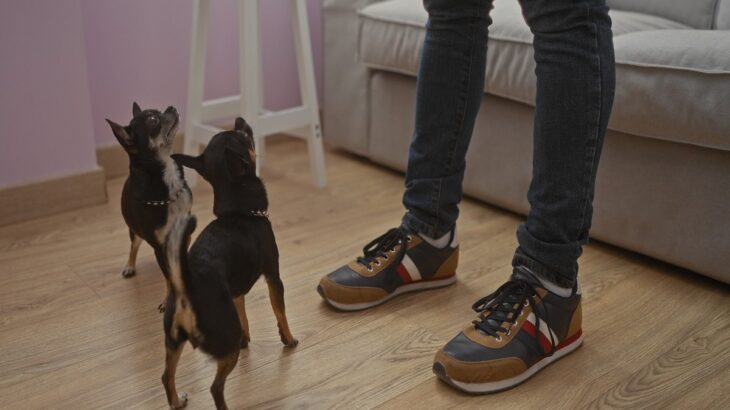 飼い主が立ち上がると犬が吠える理由4つ　主な心理や止めさせたいときの対処法まで解説(ブログ)