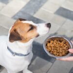 犬がみせる『お腹いっぱい』サイン3つ　食べ過ぎによる悪影響まで解説(ブログ)