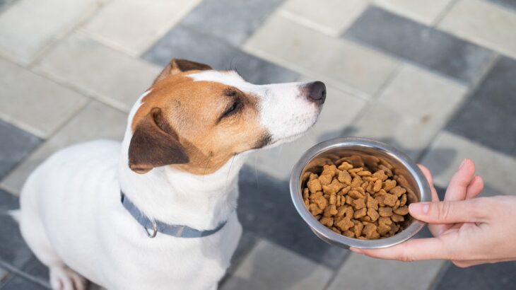 犬がみせる『お腹いっぱい』サイン3つ　食べ過ぎによる悪影響まで解説(ブログ)