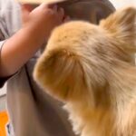 1歳の男の子を遊びに誘う犬→おててが当たって泣かせてしまった結果…『ごめんね』を伝える光景に称賛「申し訳なさそう」「優しいお姉ちゃん」(ブログ)