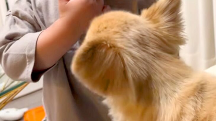 1歳の男の子を遊びに誘う犬→おててが当たって泣かせてしまった結果…『ごめんね』を伝える光景に称賛「申し訳なさそう」「優しいお姉ちゃん」(ブログ)