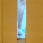 仕事のため、家を出ようとしたら『お留守番する犬』が…今すぐ仕事をやめたくなる『ドア越しの光景』に反響「キツいｗｗ」「引き返しちゃう」(ブログ)