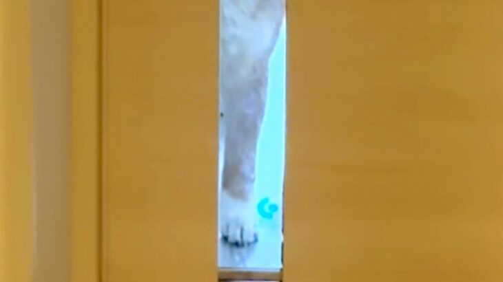仕事のため、家を出ようとしたら『お留守番する犬』が…今すぐ仕事をやめたくなる『ドア越しの光景』に反響「キツいｗｗ」「引き返しちゃう」(ブログ)